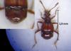Brachygluta sinuata